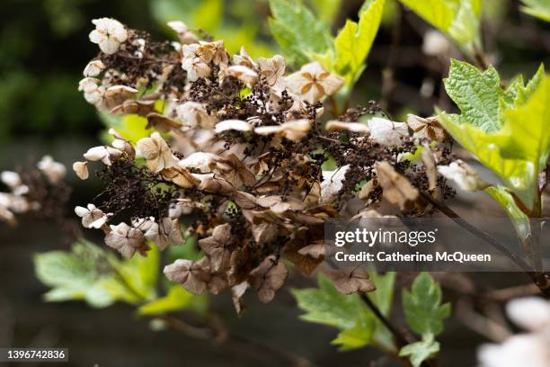 dried oak leaf hydrangea tree blossom - dead garden stock pictures, royalty-free photos & images