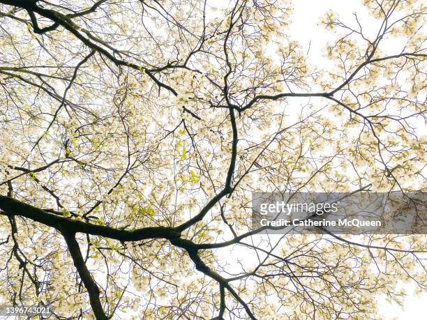gorgeous explosion of white dogwood blossoms (full frame) - dogwood blossom 個照片及圖片檔