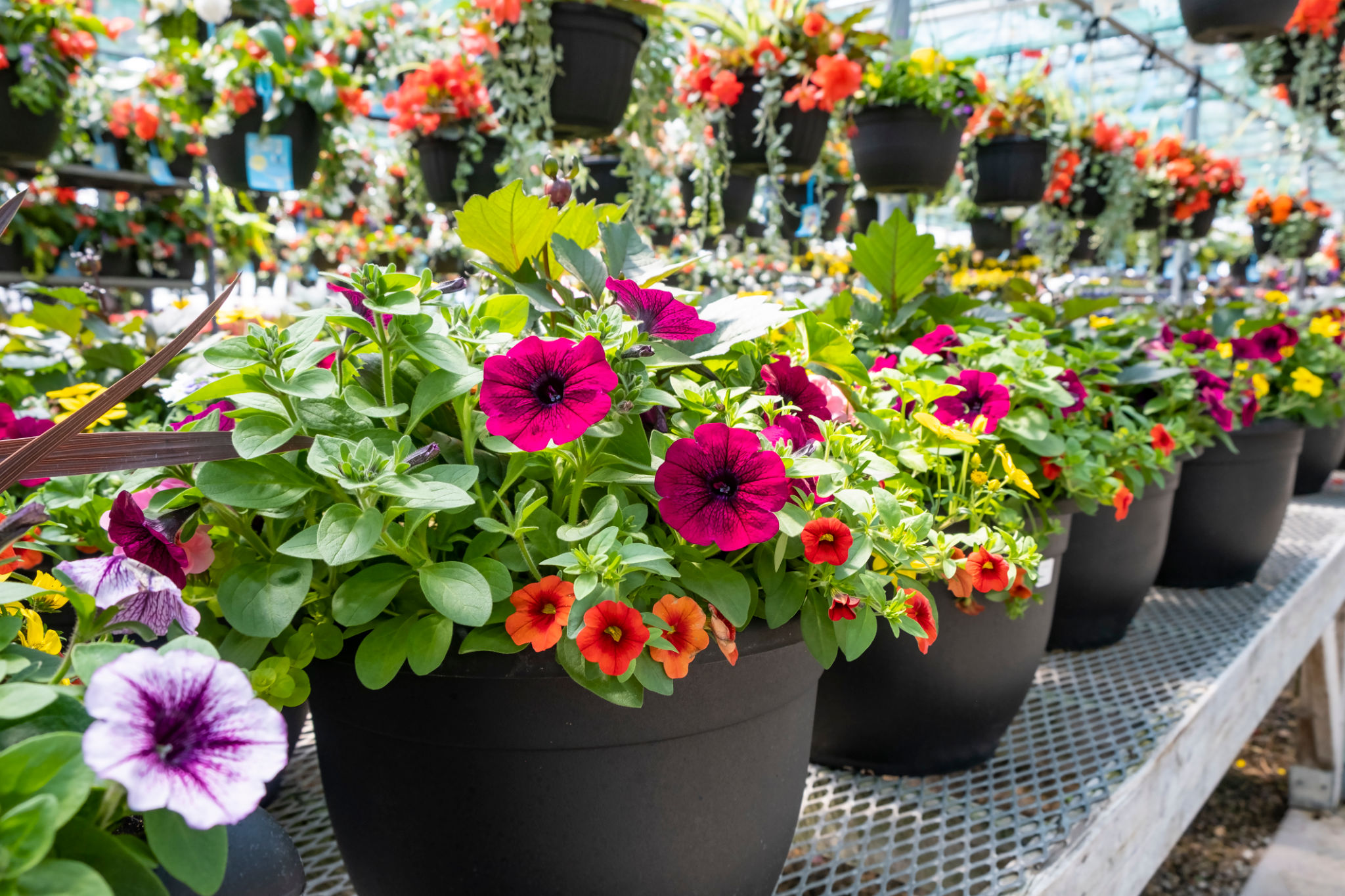 plant nursery
