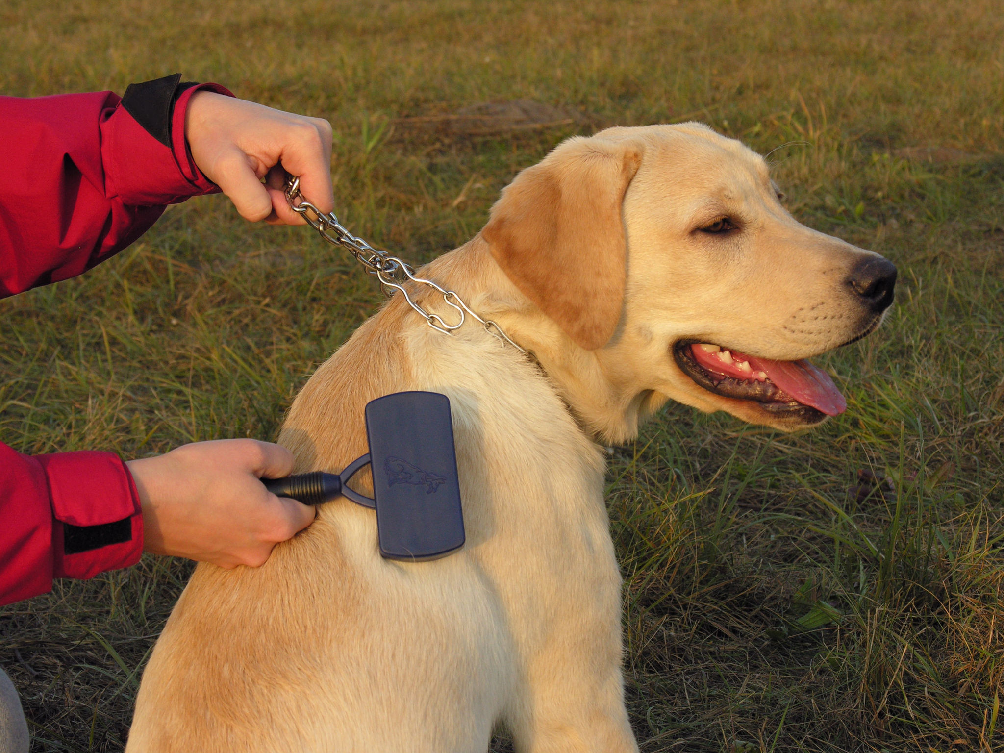 Labrador maintenance Labrador maintenance