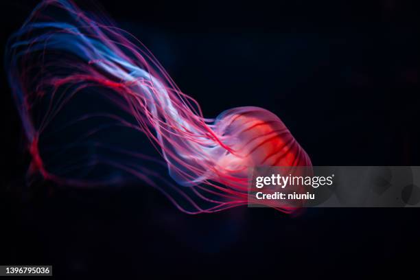 intimate detail of jellyfish isolated on black background - deep sea diving stockfoto's en -beelden