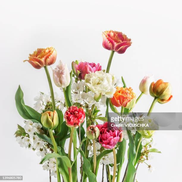 springtime flowers bunch with tulips and cherry blossom branches with various colored petals at white background. - bouquet stock-fotos und bilder