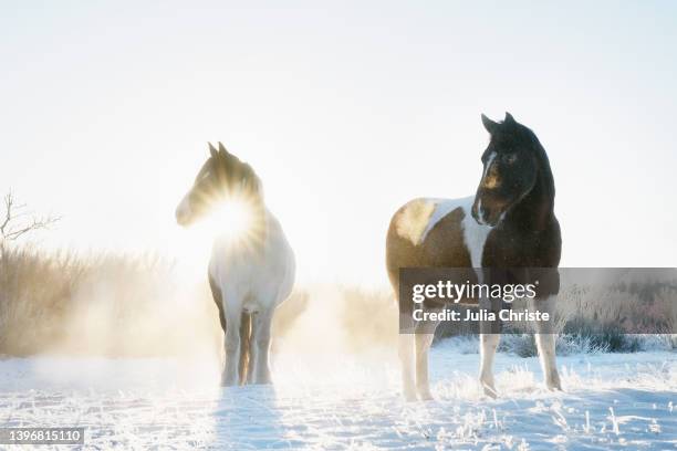 beautiful horses in sunny, snowy winter field at sunrise - paint horse stock pictures, royalty-free photos & images