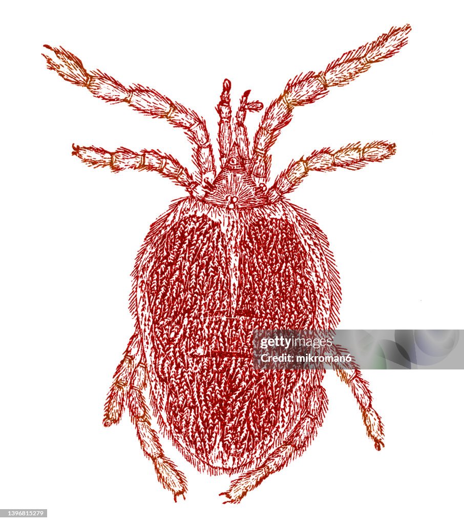 Old engraved illustration of Trombidiidae - red velvet mites, true velvet mites, or rain bug (Trombidium fuliginosum)
