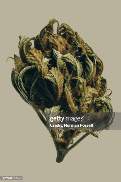 close up green cannabis bud - hemp stock pictures, royalty-free photos & images