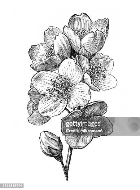 old engraved illustration of sweet mock orange, english dogwood (philadelphus coronarius) - jasmine flower fotografías e imágenes de stock