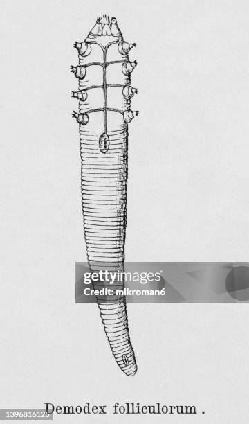 old engraved illustration of microscopic mite (demodex folliculorum) - eyelash mites stock pictures, royalty-free photos & images