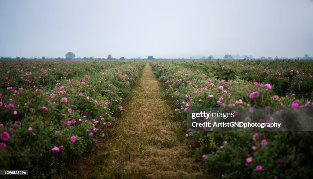 Path in between rose fields.