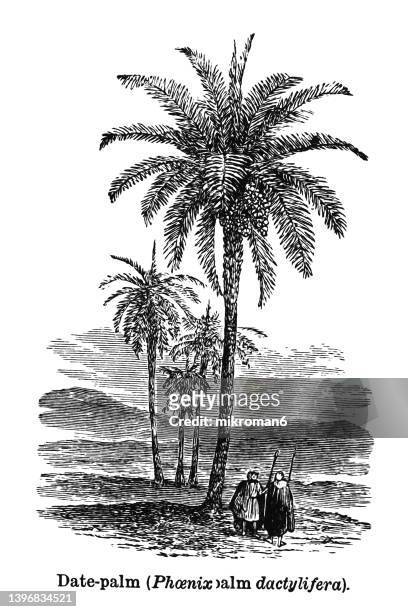 old engraved illustration of botany, date palm (phoenix dactylifera) - datileira - fotografias e filmes do acervo