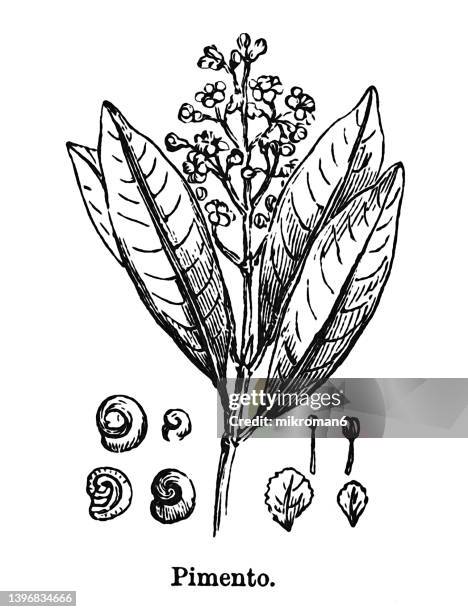 old engraved illustration of botany, allspice, jamaica pepper, myrtle pepper, pimenta, or pimento (pimenta diocia, formerly p. officinalis) - allspice stock pictures, royalty-free photos & images