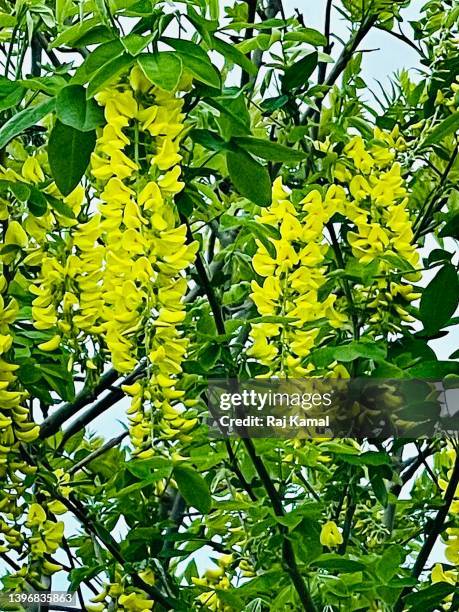 golden chain laburnum tree with yellow flowers in close up (laburnum anagyroides). - laburnum anagyroides stock pictures, royalty-free photos & images