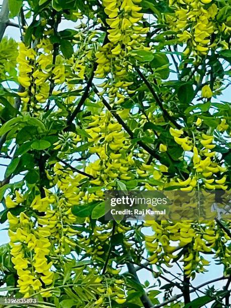 golden chain laburnum tree with yellow flowers in close up (laburnum anagyroides). - laburnum anagyroides stock pictures, royalty-free photos & images