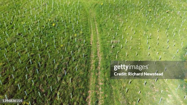 tree reforestation - jong boompje stockfoto's en -beelden