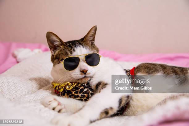 cat wearing tank top and sunglasses - cat with collar fotografías e imágenes de stock