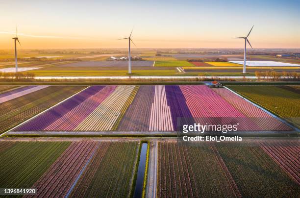 morning in the tulip fields, north holland - netherlands imagens e fotografias de stock