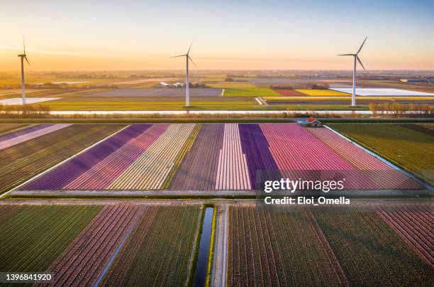 morning in the tulip fields, north holland - 荷蘭北部 個照片及圖片檔