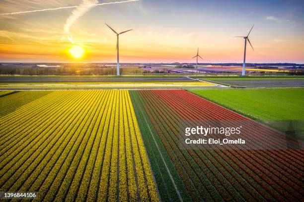 atardecer en holanda. campo de tulipanes multicolor y molinos de viento - netherlands fotografías e imágenes de stock