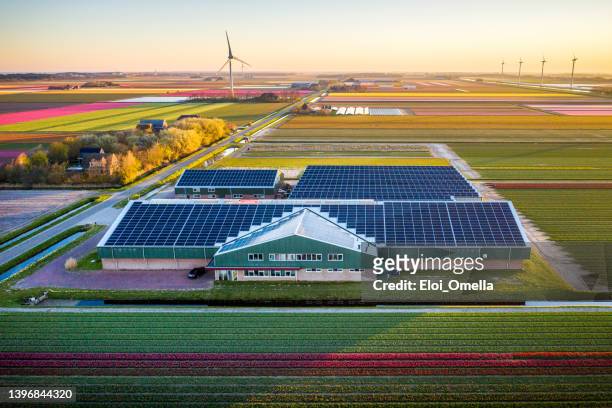 aerial view of tulip farm in netherland - netherlands imagens e fotografias de stock