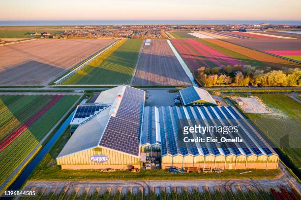 vista aérea de la granja de tulipanes en holanda - netherlands fotografías e imágenes de stock