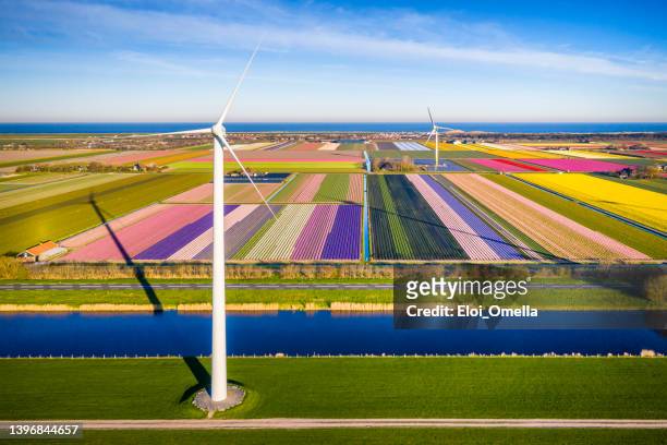 luftaufnahme von tulpenfeldern und windkraftanlagen in burgerbrug, nordholland - north holland stock-fotos und bilder