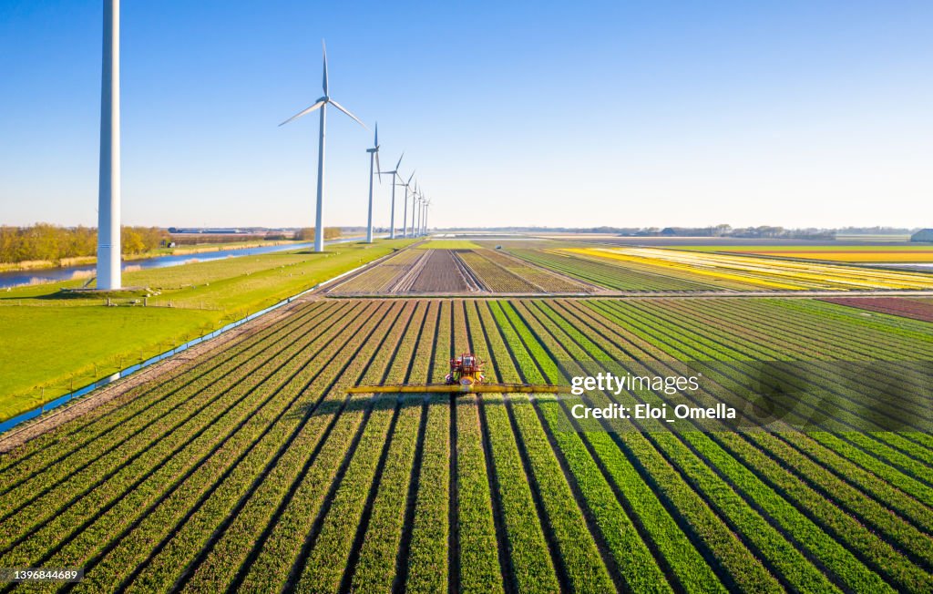 Agricultural crops sprayer in a field of tulips during springtime seen from above