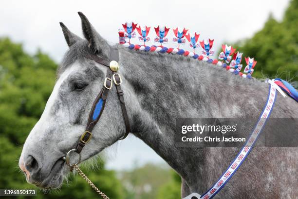 Shire horse with a braided mane at the Royal Windsor Horse Show at Home Park on May 12, 2022 in Windsor, England.