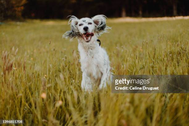 english setter dog enjoying spring outdoors - setter stock pictures, royalty-free photos & images