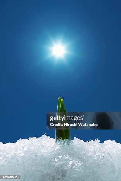 tulip field on which snow lay - dawning of a new day stock pictures, royalty-free photos & images