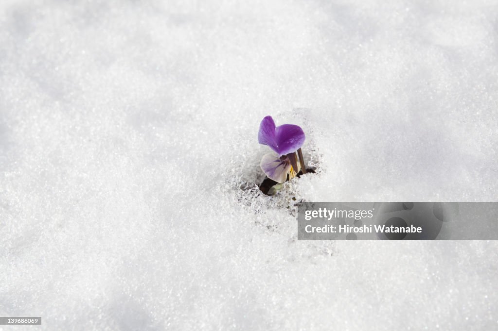 Sweet pea field on which snow lay