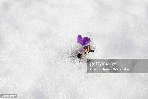 sweet pea field on which snow lay - dawning of a new day stock pictures, royalty-free photos & images