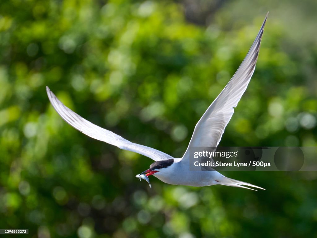 Close-up of tern flying against trees,Lymington,United Kingdom,UK
