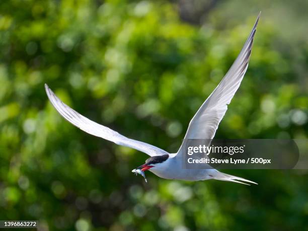 close-up of tern flying against trees,lymington,united kingdom,uk - tern stock pictures, royalty-free photos & images