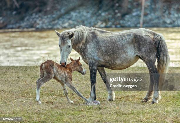 horse with her newborn foal on the spring field near river on sunny  day. - fohlen stock-fotos und bilder