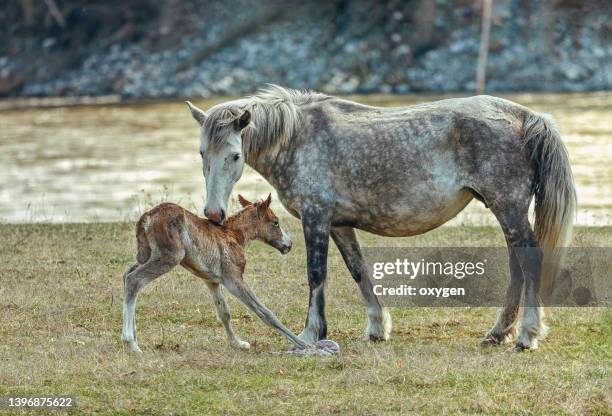 horse with her newborn foal on the spring field near river on sunny  day. - föl bildbanksfoton och bilder