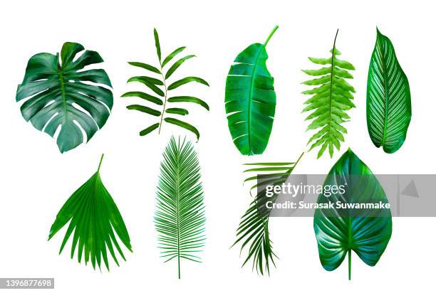 green leaves isolated on white background - farn freisteller stock-fotos und bilder