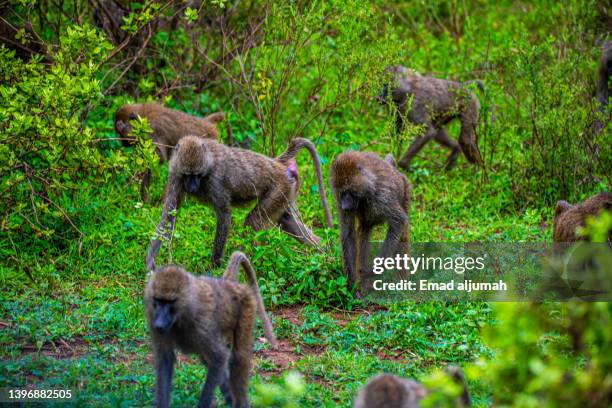 baboons in lake manyara national park, tanzania - baboon stock pictures, royalty-free photos & images