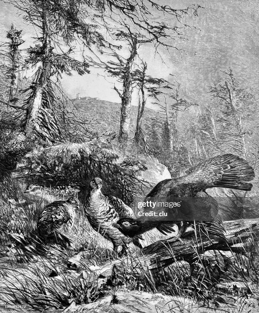 Capercaillie courtship display on the Brocken, Harz