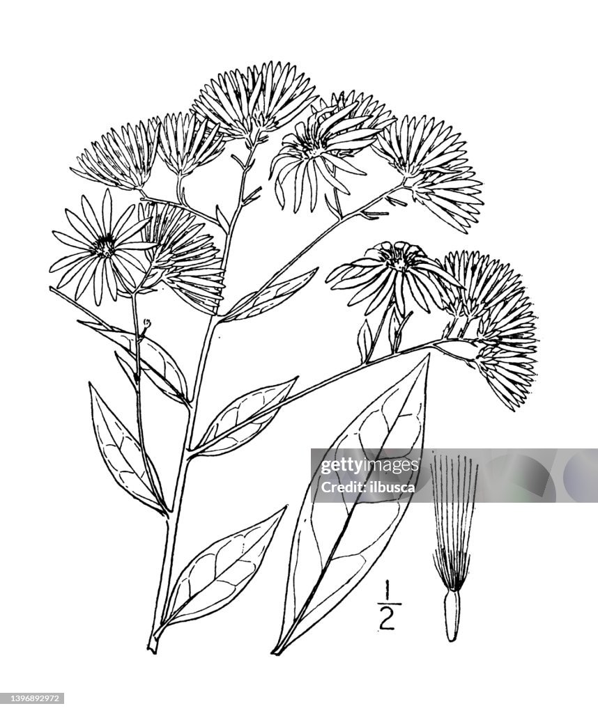 Antique botany plant illustration: Doellingeria humilis, Broad leaved flat top white aster