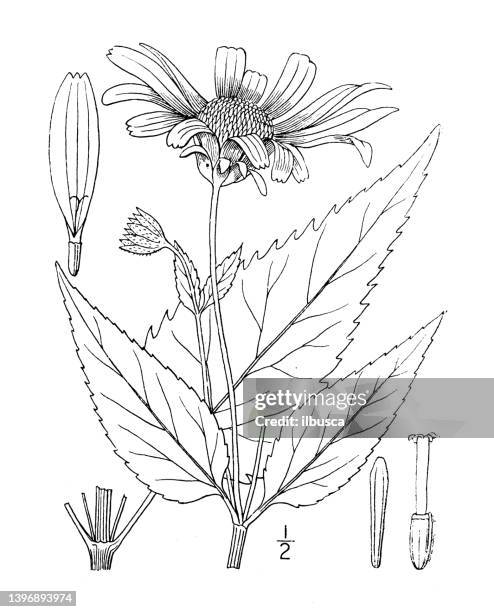 antique botany plant illustration: heliopsis helianthoides, oxeye - heliopsis helianthoides stock illustrations