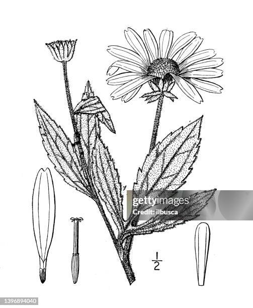 ilustraciones, imágenes clip art, dibujos animados e iconos de stock de ilustración de plantas botánicas antiguas: rudbeckia subtomentosa, sweet coneflower - rudbeckia fulgida