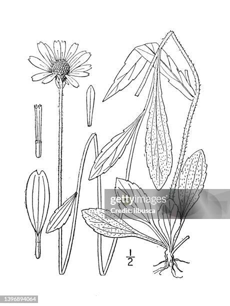 antique botany plant illustration: rudbeckia fulgida, orange coneflower - rudbeckia fulgida stock illustrations