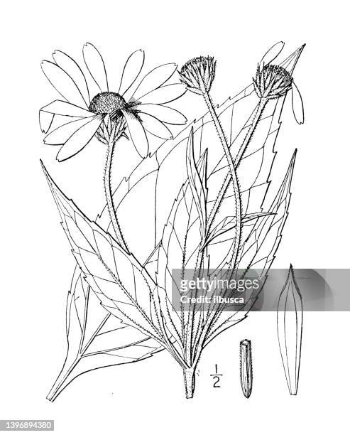 antike botanische pflanzenillustration: helianthus tuberosus, topinambur, erdapfel - jerusalem artichoke stock-grafiken, -clipart, -cartoons und -symbole