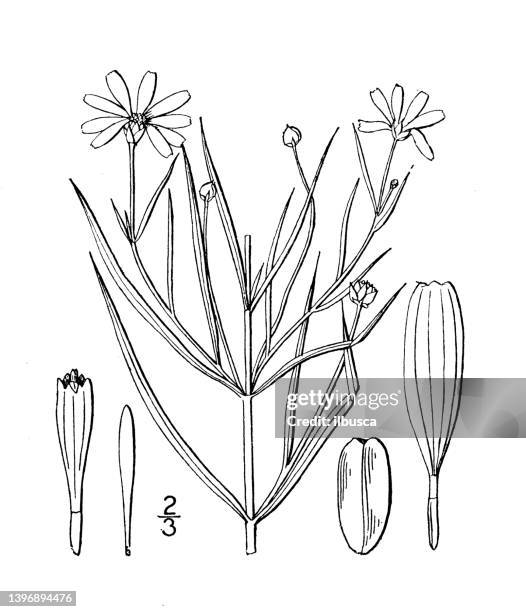 antique botany plant illustration: coreopsis rosea, pink tickseed - coreopsis verticillata stock illustrations