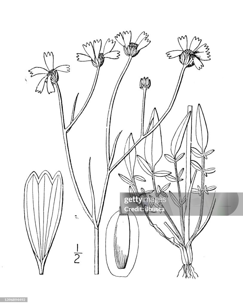 Antique botany plant illustration: Coreopsis cardaminefolia, Cross leaved Tickseed