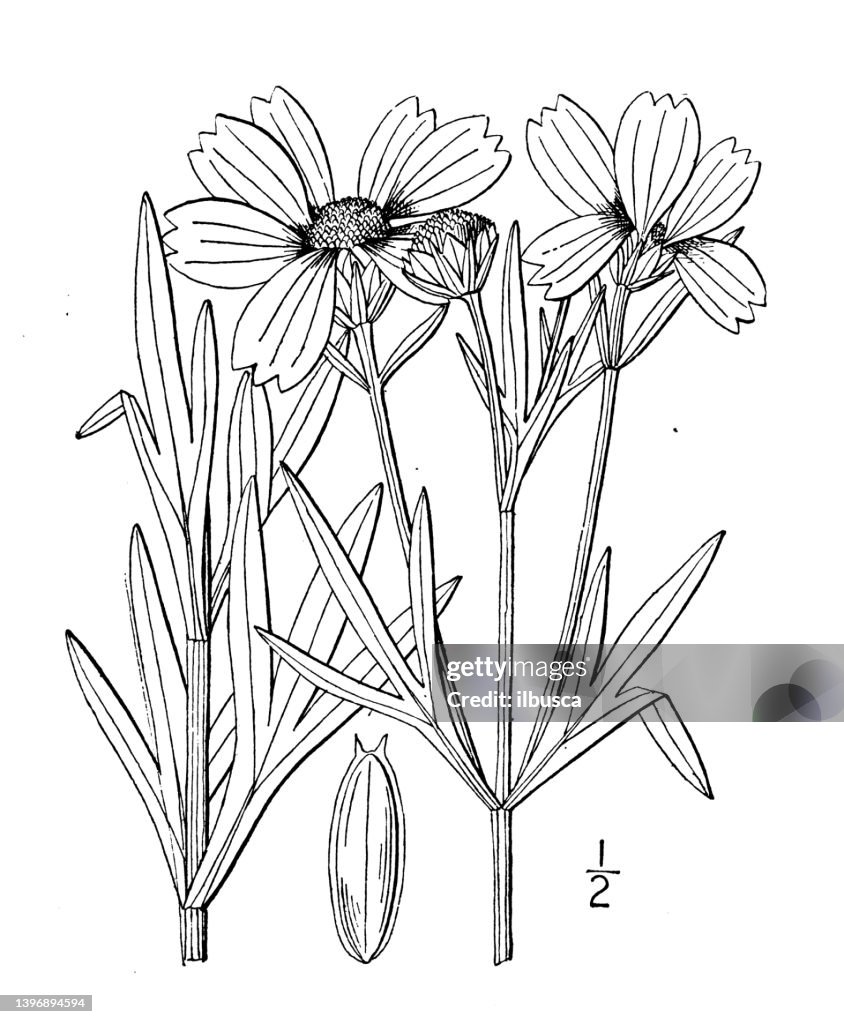 Antique botany plant illustration: Coreopsis palmata, Stiff Tickseed