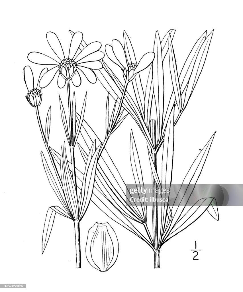Antique botany plant illustration: Coreopsis delphinifolia, Larkspur Tickseed