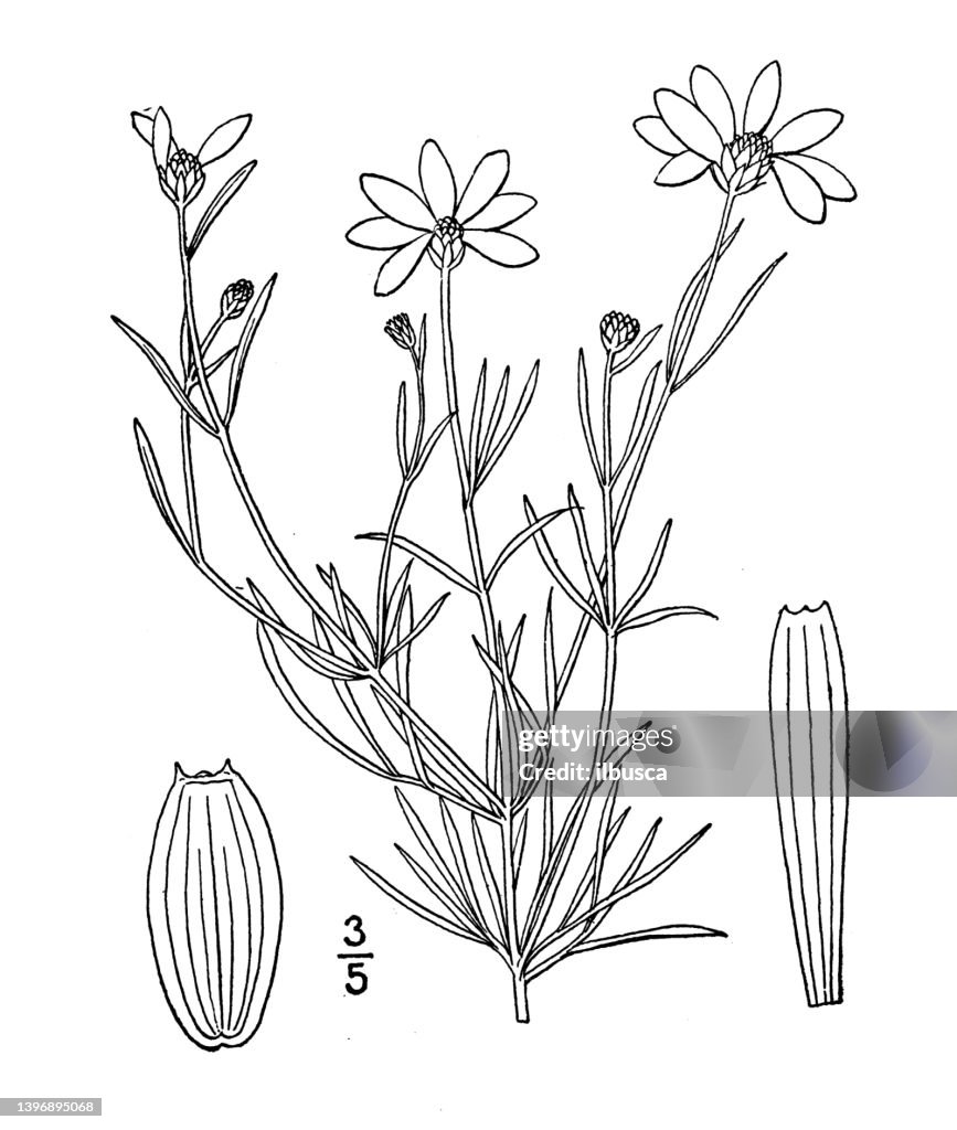 Antique botany plant illustration: Coreopsis verticillata, Whorled Tickseed