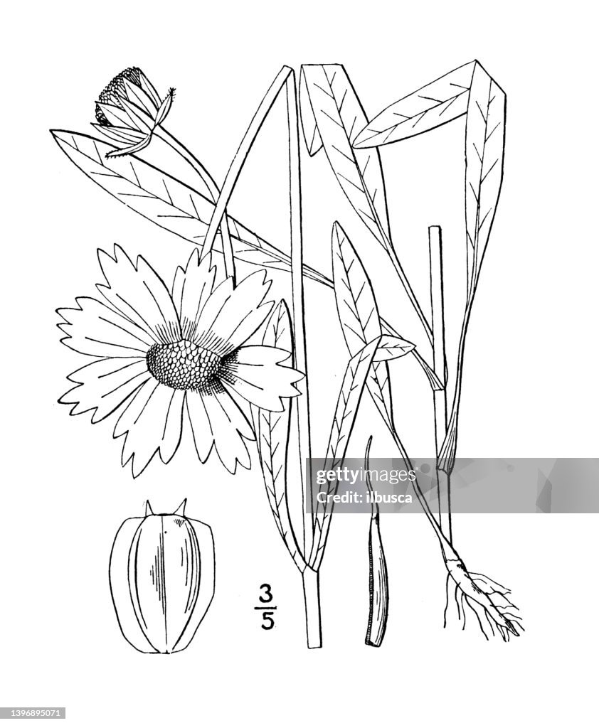 Antique botany plant illustration: Coreopsis lanceolata, Lance leaved Tickseed