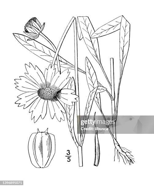 antique botany plant illustration: coreopsis lanceolata, lance leaved tickseed - coreopsis lanceolata stock illustrations