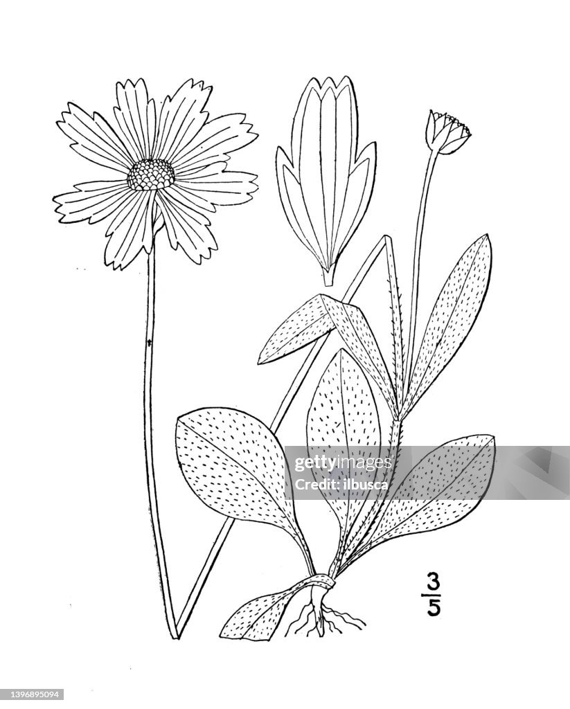 Antique botany plant illustration: Coreopsis crassifolia, Thick leaved Tickseed